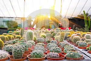 Gymnocalycium, mammillaria, stetsonia, cereus, cleistocactus a variety of farm grown in greenhouses industrial. Business for sale