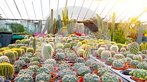 Gymnocalycium, mammillaria, stetsonia, cereus, cleistocactus a variety of farm grown in greenhouses industrial. Business for sale