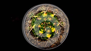 Gymnocalycium mihanovichi `Cat Eye` cactus on dark background.