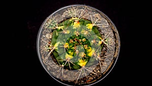 Gymnocalycium mihanovichi `Cat Eye` cactus on dark background.