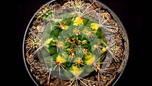 Gymnocalycium mihanovichi `Cat Eye` cactus on dark background.