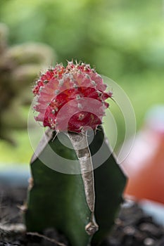 Gymnocalycium mihanovichii, also known as the Moon Cactus photo