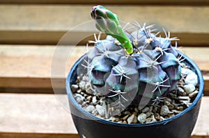 Gymnocalycium mihanovichii cactus