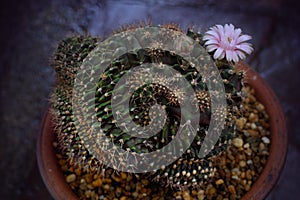 Gymnocalycium mihanovichii cristata montrose is a species of cactus.