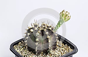 Gymnocalycium mihanovichii flower cactus in black pot isolate on white background.Ruby Ball,Red Cap,Red Hibotan or Hibotan cacti.