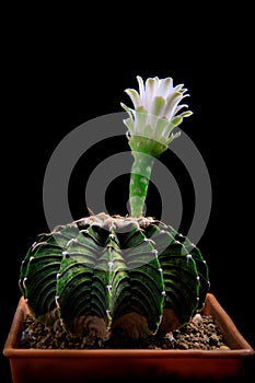 Gymnocalycium mihanovichii lb2178 cactus in planting pot