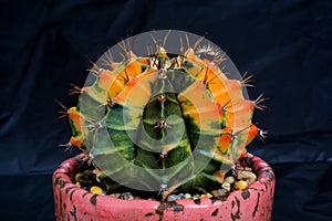 Gymnocalycium mihanovichii is a species of cactus from South America.