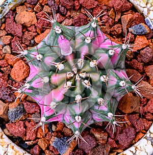 Gymnocalycium mihanovichii is a type of cactus that is bred from Thailand