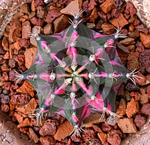 Gymnocalycium mihanovichii is a type of cactus that is bred from Thailand