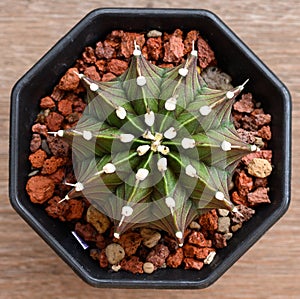 Gymnocalycium mihanovichii is a type of cactus that is bred from Thailand