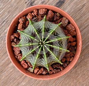 Gymnocalycium mihanovichii is a type of cactus that is bred from Thailand