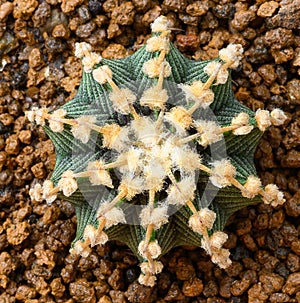 Gymnocalycium mihanovichii is a type of cactus that is bred from Thailand