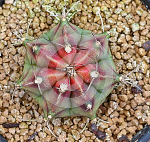 Gymnocalycium mihanovichii is a type of cactus that is bred from Thailand