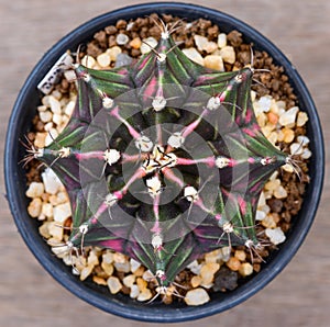 Gymnocalycium mihanovichii is a type of cactus that is bred from Thailand