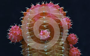 Gymnocalycium mihanovichii var. friedrichii rubrum form, a chlorophyll-free form of cactus grafted onto another species of cactus