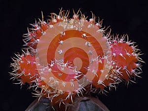 Gymnocalycium mihanovichii var. friedrichii rubrum form, a chlorophyll-free form of cactus grafted onto another species of cactus