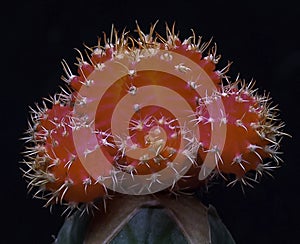 Gymnocalycium mihanovichii var. friedrichii rubrum form, a chlorophyll-free form of cactus grafted onto another species of cactus