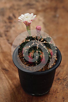 Gymnocalycium mihanovichii variegata is a species of cactus.