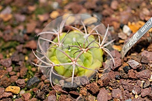 Gymnocalycium Pflanzii cactus in Saint Gallen in Switzerland photo