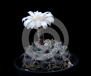 Gymnocalycium ragonesei cactus with white flower blooming