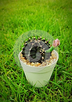 Gymnocalycium, small cactus growing in white pot on green grass background, look fresh and cute.