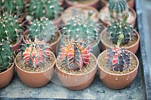 Gymnocalycium sp. cactus in pot