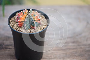 Gymnocalycium sp. in flower pot