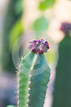 Gymnocalycium sp. graft on green cactus