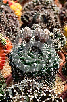 Gymnocalycium spp. with flowers in open cactus farm