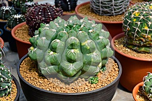 Gymnocalycium spp. variegated in cactus farm