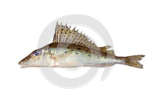 Gymnocephalus acerina