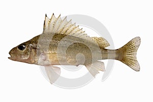 Gymnocephalus cernuus. Ruffe.