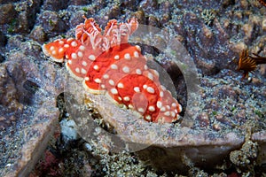 Gymnodoris aurita nudibranch - Opaque red sea slug