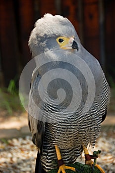 Gymnogene or African Hawk-Harrier