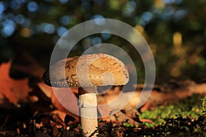 Gymnopilus junonius Autumn mushroom in sunlight photo