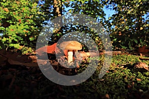 Gymnopilus junonius Autumn mushroom in sunlight photo