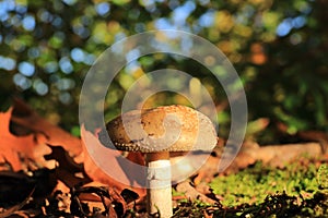 Gymnopilus junonius Autumn mushroom in sunlight photo