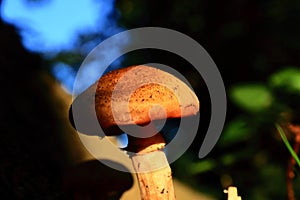 Gymnopilus junonius Autumn mushroom in sunlight