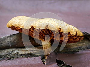Gymnopilus mushroom
