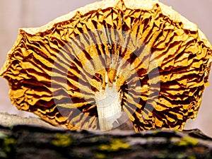 Gymnopilus mushroom with tiny insects