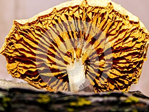 Gymnopilus mushroom with tiny insects photo