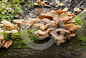 Gymnopilus penetrans Common rustgill Fungi photo