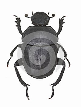 Gymnopleurus sturmi dung beetle