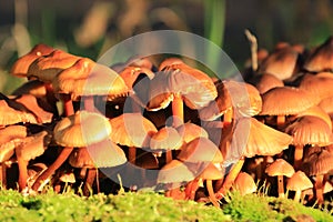 Gymnopus fusipes Autumn mushroom in sunlight
