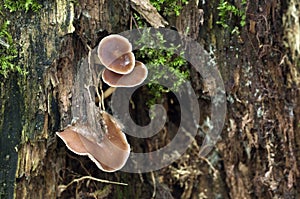 Gymnopus ocior mushroom