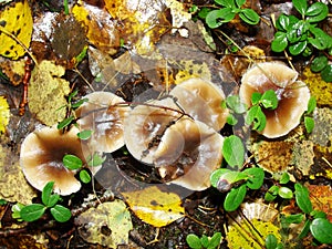 Gymnopus ocior mushroom on an old stump, closeup. The Butter Cap Rhodocollybia butyracea is an edible mushroom , stacked macro
