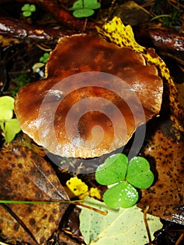 Gymnopus ocior mushroom on an old stump, closeup. The Butter Cap Rhodocollybia butyracea is an edible mushroom , stacked macro