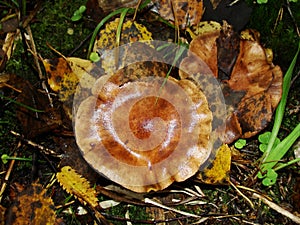 Gymnopus ocior mushroom on an old stump, closeup. The Butter Cap Rhodocollybia butyracea is an edible mushroom , stacked macro