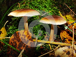 Gymnopus ocior mushroom on an old stump, closeup. The Butter Cap Rhodocollybia butyracea is an edible mushroom , stacked macro