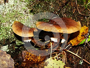 Gymnopus ocior mushroom on an old stump, closeup. The Butter Cap Rhodocollybia butyracea is an edible mushroom , stacked macro